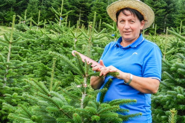 Triebregler für einen gleichmäßigen Wuchs