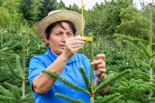 Vogelstäbe zum Schutz des frischen Terminaltriebs