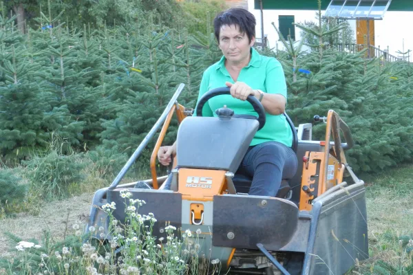 Das Gras mähen zwischen den Reihen